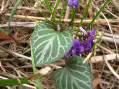 Viola variegata