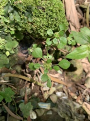 Pilea peploides major
