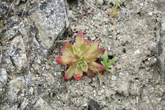Dudleya farinosa
