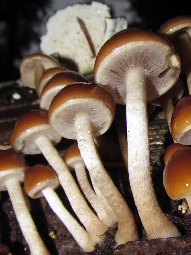 Common Stump Brittlestem