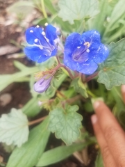 Phacelia campanularia