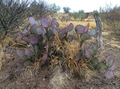 Opuntia gosseliniana