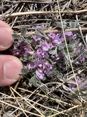Astragalus tridactylicus
