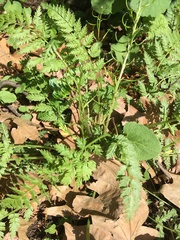 Corydalis cheilanthifolia