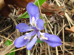 Iris rossii