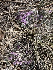 Astragalus tridactylicus