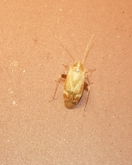 Hamatophylus guttulosus