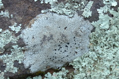 Lecanora oreinoides