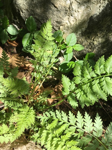 Image of Corydalis cheilanthifolia by no rights reserved