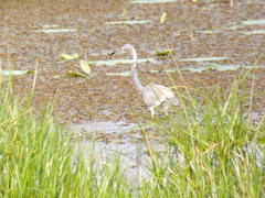 Egretta tricolor image