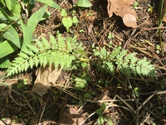 Corydalis cheilanthifolia
