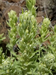 Castilleja xanthotricha