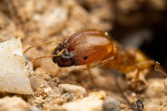 Pheidole spadonia