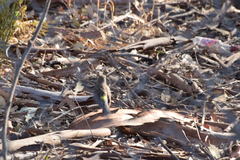 Setophaga coronata