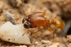 Pheidole spadonia