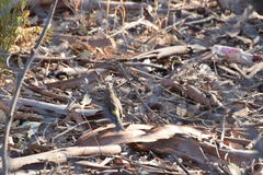 Setophaga coronata