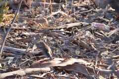 Setophaga coronata