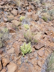 Castilleja xanthotricha