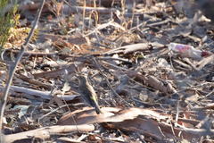 Setophaga coronata