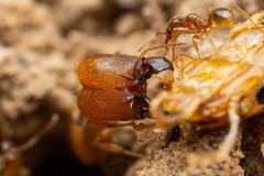Pheidole spadonia