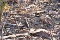 Setophaga coronata