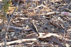 Setophaga coronata