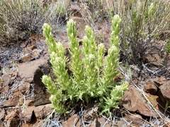 Castilleja xanthotricha
