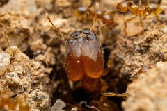 Pheidole spadonia
