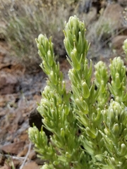 Castilleja xanthotricha