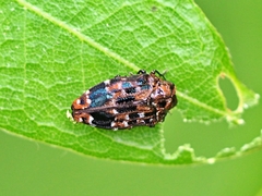 Brachys ovatus
