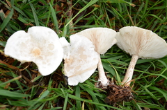 Melanoleuca verrucipes