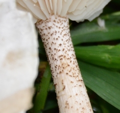 Melanoleuca verrucipes