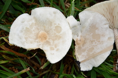 Melanoleuca verrucipes