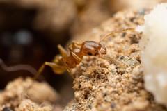 Pheidole spadonia