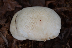 Melanoleuca verrucipes