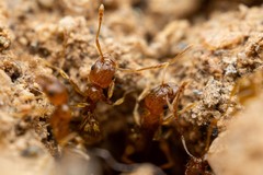 Pheidole spadonia