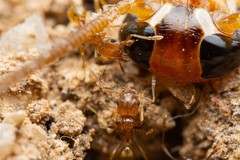 Pheidole spadonia