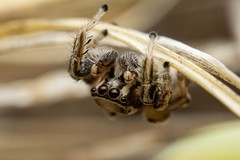 Habronattus formosus