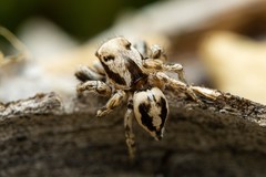 Habronattus formosus