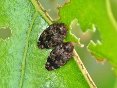 Brachys ovatus