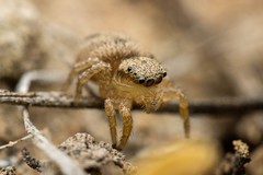 Habronattus