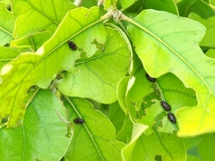 Brachys ovatus
