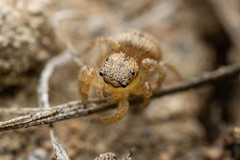 Habronattus