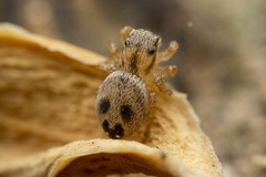 Habronattus