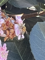 Apis mellifera