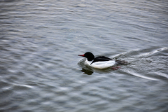 Mergus merganser