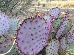 Opuntia gosseliniana