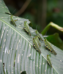 Chromacris psittacus psittacus