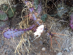 Opuntia gosseliniana