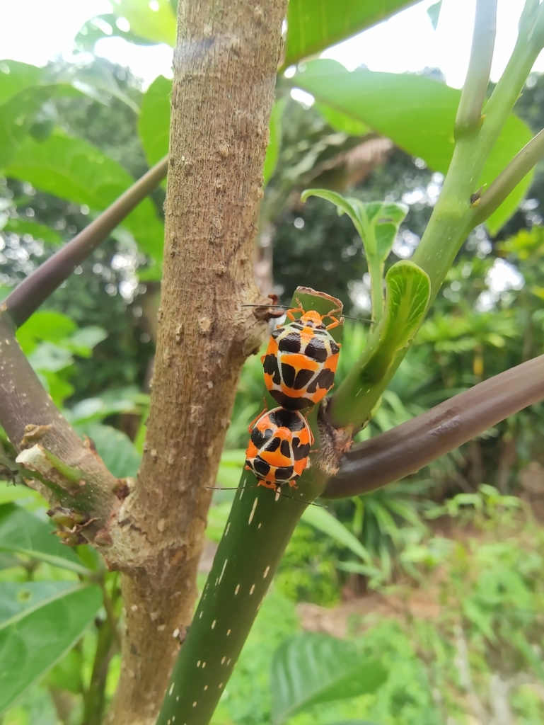 Otantestia heterospila